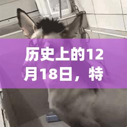 特效驴的流行与争议，历史回顾与影响分析（日期，12月18日）
