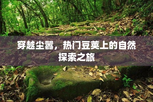 穿越尘嚣，热门豆荚上的自然探索之旅