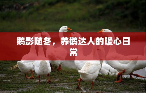 养鹅达人的暖心日常，鹅影随冬的温馨时光
