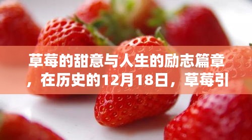 草莓的甜意与励志力量，在历史的日子里走向自信与成就之路