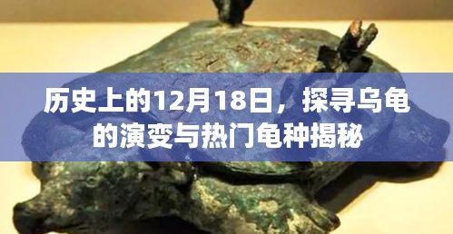探寻乌龟演变历程，历史上的12月18日与热门龟种揭秘
