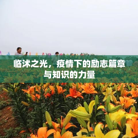 临沭之光，疫情下的励志篇章与知识的力量闪耀时刻